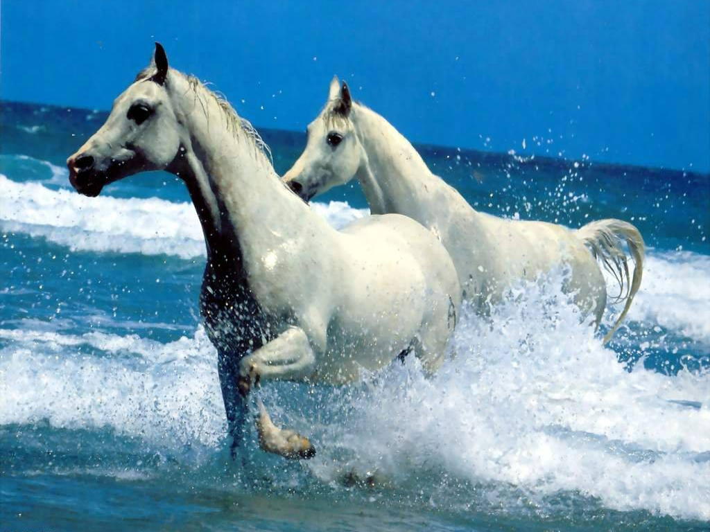 Horses (13)
